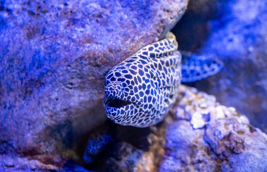 AquaRio and Olympic Boulevard Small Group Tour - AquaRio in Zona Portuária, the aquarium you can’t fake