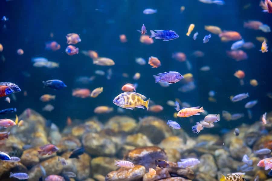 AquaRio and Olympic Boulevard Small Group Tour - The Recinto Oceânico e de Mergulho, where “underwater” becomes believable