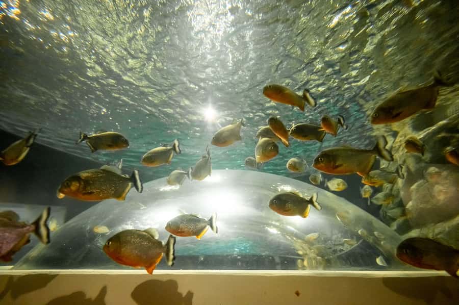 AquaRio and Olympic Boulevard Small Group Tour - The tunnel sensation, a small moment that works