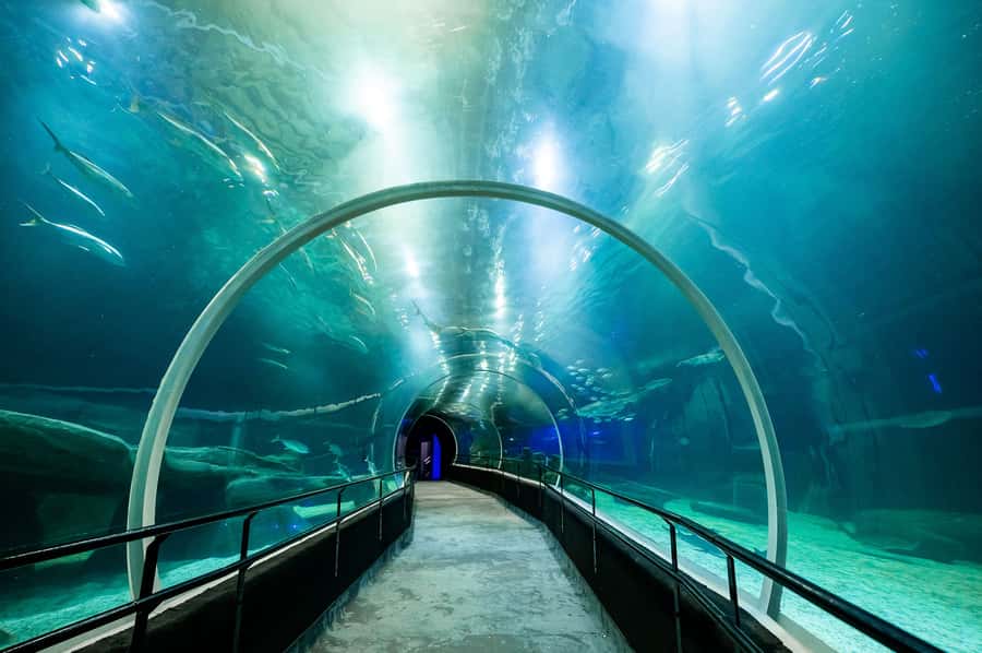 AquaRio and Olympic Boulevard Small Group Tour - Price and value: $65 for aquarium entry plus guided street art