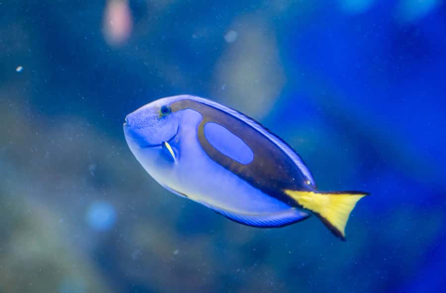 AquaRio and Olympic Boulevard Small Group Tour - The 3.3 million liter tank, and why “largest” is more than a label