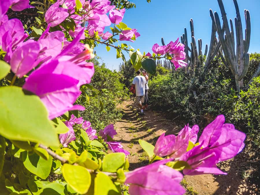 Armação dos Búzios: Walk Through the Natural Pools in Búzios - Enseada das Poças and the pace of a 3.5 km scenic route