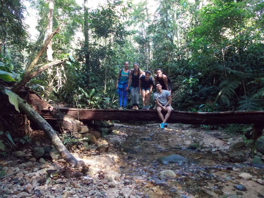 Bico do Papagaio Guided Hiking Tour in the Tijuca Forest - Wildlife in the Tijuca Forest, and how to spot it without chasing it