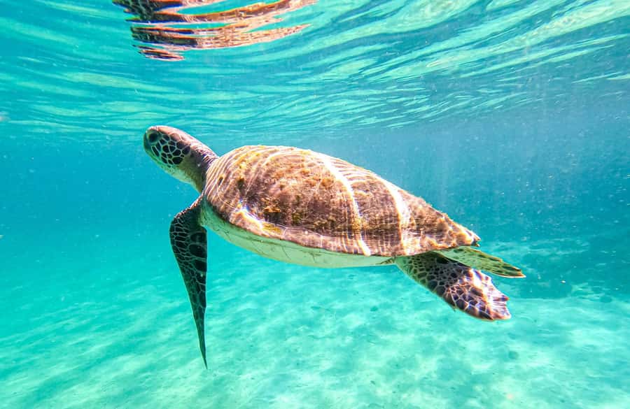 From Rio de Janeiro: Angra dos Reis & Ilha Grande Day Tour - Lagoa Azul: the clear-water snorkeling stop you’ll remember