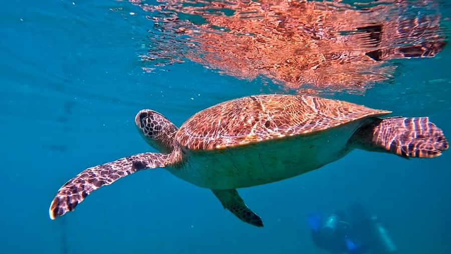 from Rio de Janeiro: Diving in Buzios - Rio to Búzios: The Pickup and the Real World Timing