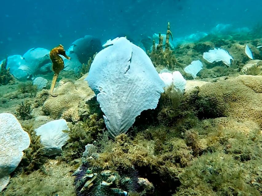 from Rio de Janeiro: Diving in Buzios - The $150 Price Point: What You’re Paying For (And What You’re Not)