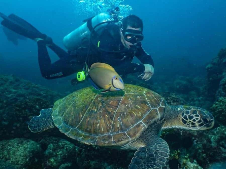 from Rio de Janeiro: Diving in Buzios - Who Should Book This Búzios Scuba Intro Day Trip