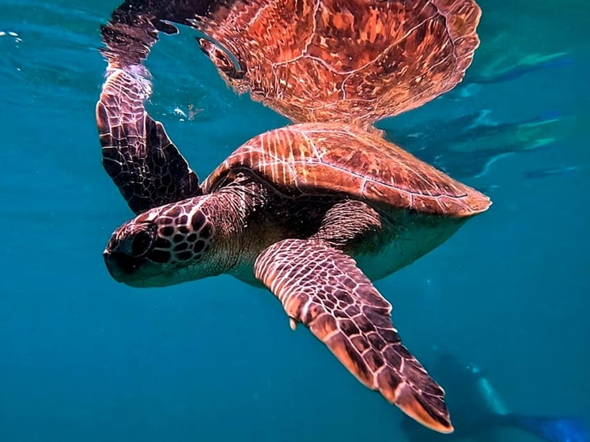 from Rio de Janeiro: Diving in Buzios - Should You Book This Tour? My Practical Take
