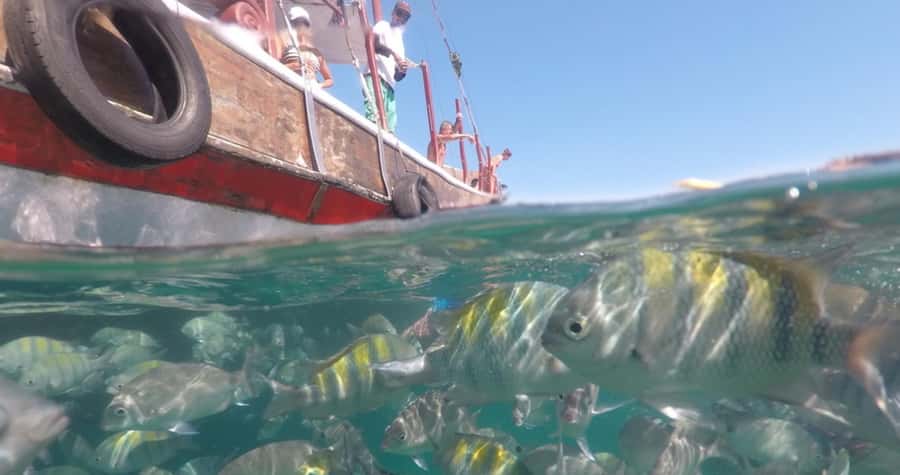 From Rio de Janeiro: Ilha Grande Day Trip - Should you book this Ilha Grande day trip?