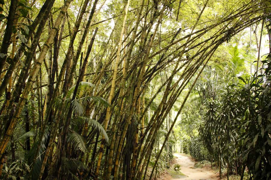 Full-Day Jungle Jeep Waterfall and Cachaça Distillery Tour - Quick Hit Highlights