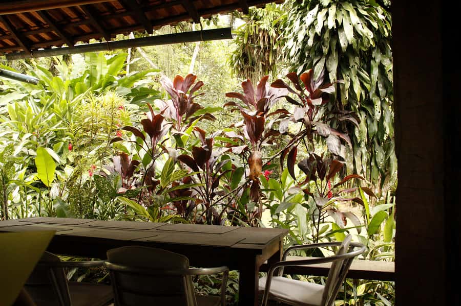 Full-Day Jungle Jeep Waterfall and Cachaça Distillery Tour - Bromeliad Exhibition: Over 300 Species, and a Real Place for Calm