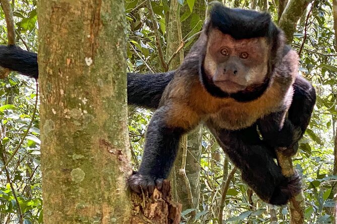 Hiking in the Tijuca Forest : Waterfalls and Caves - Tijuca National Park: why this city rainforest hike feels different