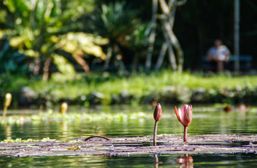 Jeep'n'Green: Rio Botanical Garden & Tijuca Rainforest Tour - Pepino Beach hang gliders: a fun finale before your ride back