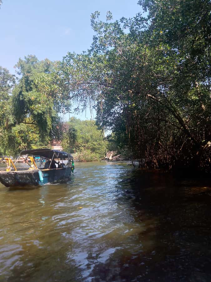 Pantanal of Rio de Janeiro - Gigóia Island walk: the part that feels most like a break from city noise
