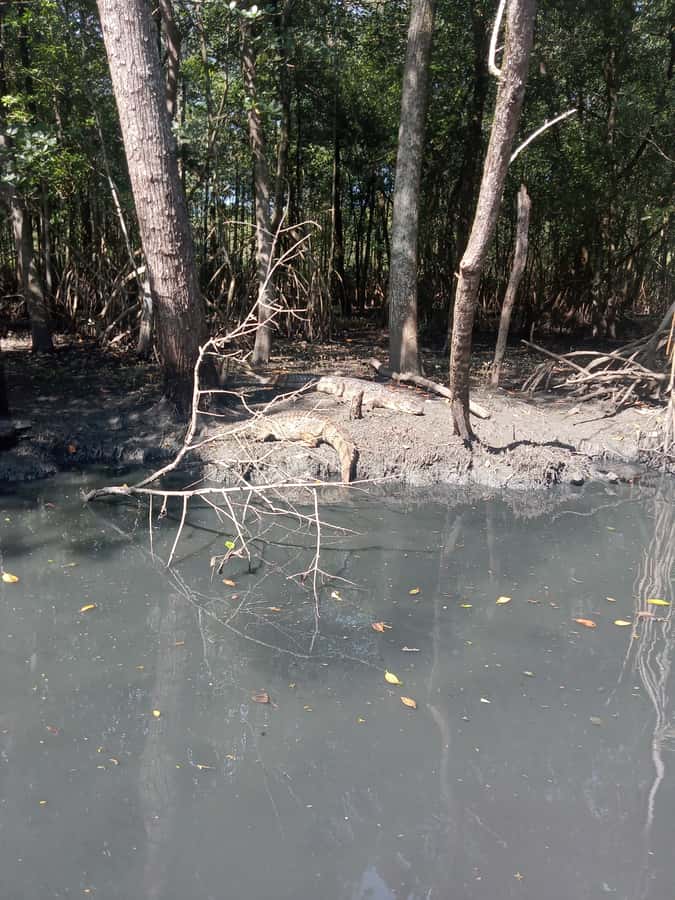 Pantanal of Rio de Janeiro - Your guide: trilingual help and the tone of the walk
