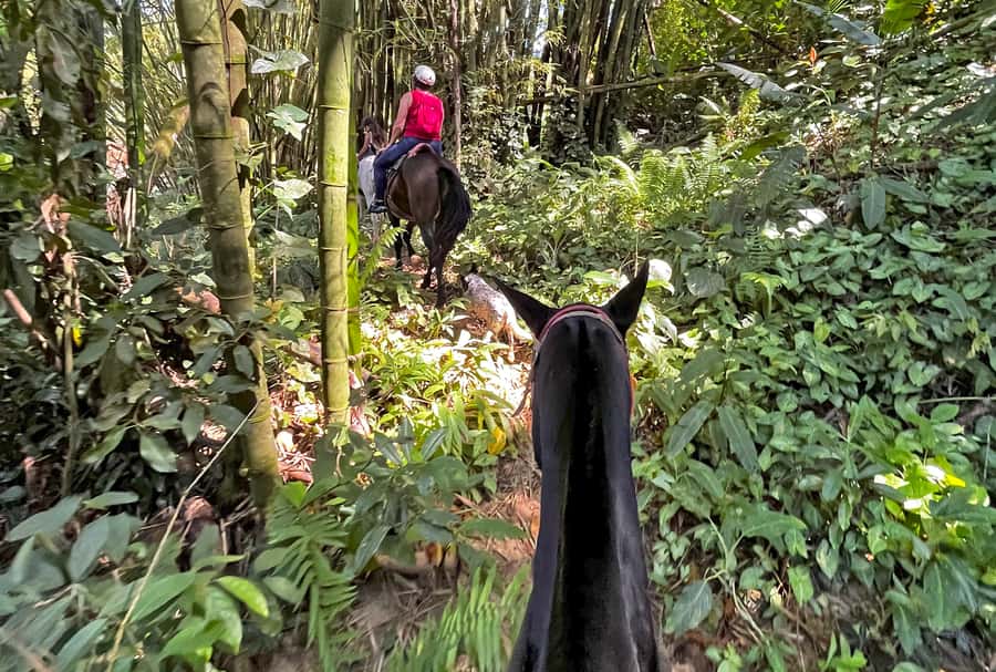 Paraty: 3-Hour Rainforest Horseback Ride - Practical tips so you feel comfortable the whole ride