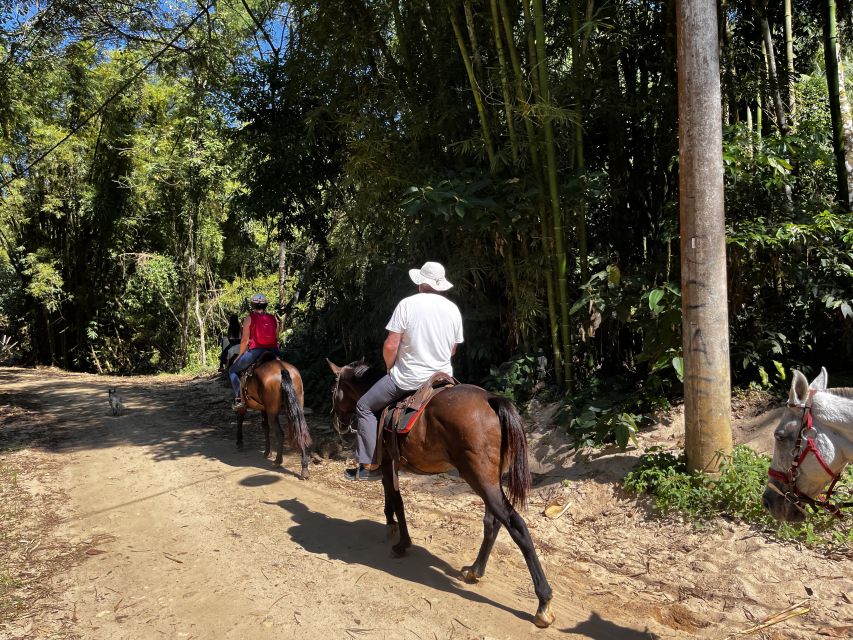 Paraty: 3-Hour Rainforest Horseback Ride - Horses and monitoring: what beginner riders should expect