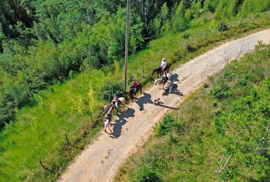 Paraty: 3-Hour Rainforest Horseback Ride - Serra da Bocaina National Park: riding through Atlantic Forest, not a parade route