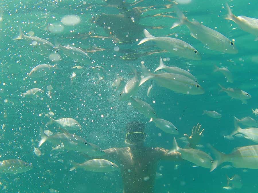 Paraty: A Private Speedboat Experience in Mamangua - Snorkeling, Bluetooth music, and the comfort stuff that adds up