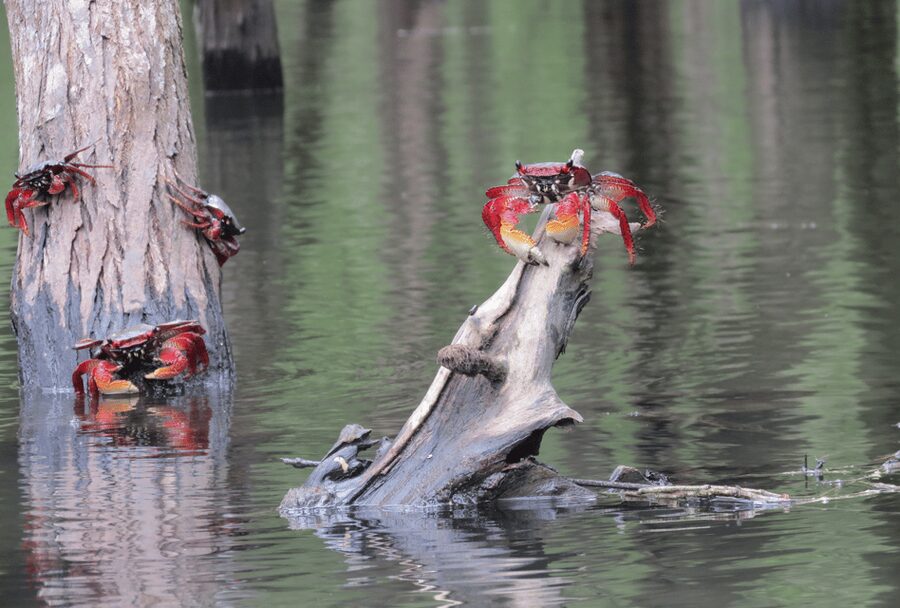 Paraty Bay: Half-Day Mangroves and Beaches Tour by Kayak - Price and value at about $90 per person