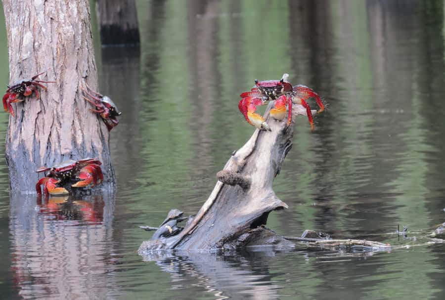 Paraty Bay: Half-Day Mangroves and Beaches Tour by Kayak - Swimming and beach time, what makes it worth the effort