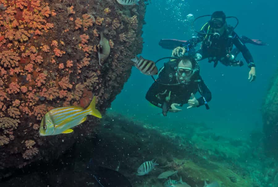 Paraty: Discovery Scuba Diving Experience for Beginners - Skills practice and what you will actually see under the surface