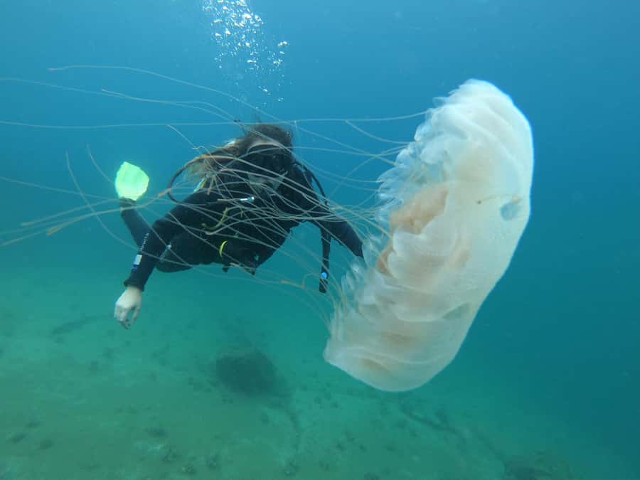 Paraty: Discovery Scuba Diving Experience for Beginners - Who should book, and who should skip it