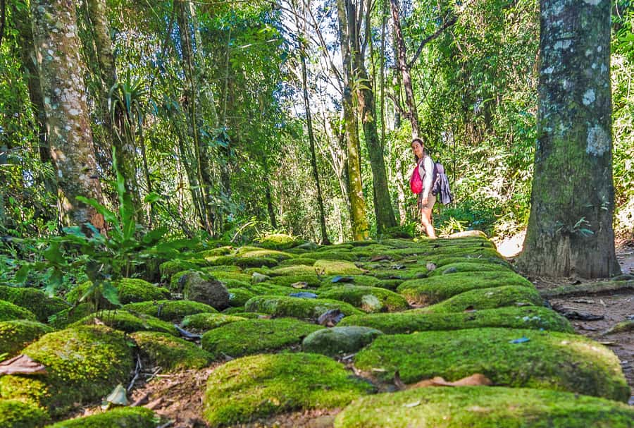 Paraty: Gold Trail Rainforest Hiking Tour - Why Paraty’s Gold Trail Hike Feels Different From a Typical Nature Walk
