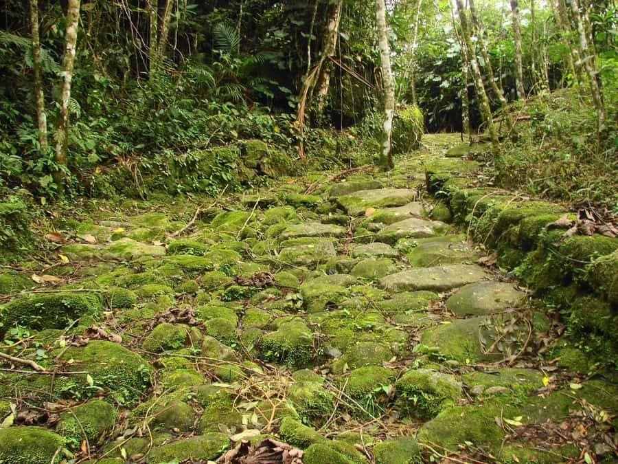 Paraty: Gold Trail Rainforest Hiking Tour - Price and Value: Paying $75 for a Bilingual Guide and a Bus Ticket