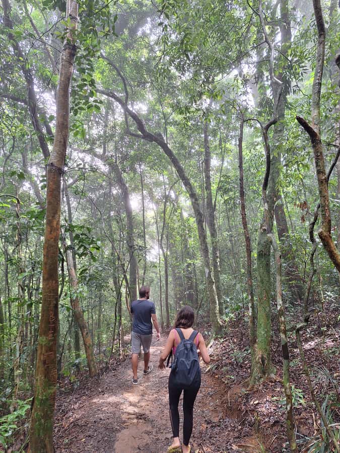 Pedra Bonita Trail: The easiest trail with a beautiful view of Rio - Tijuca Forest moments: monkeys, butterflies, and the “small wildlife” payoffs