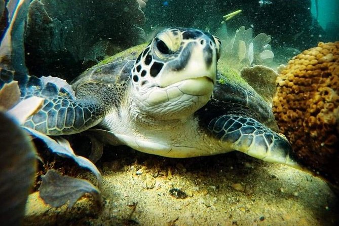 Private Program for Accredited Diver in Búzios - A Beach Program Built for Certified Scuba Participants