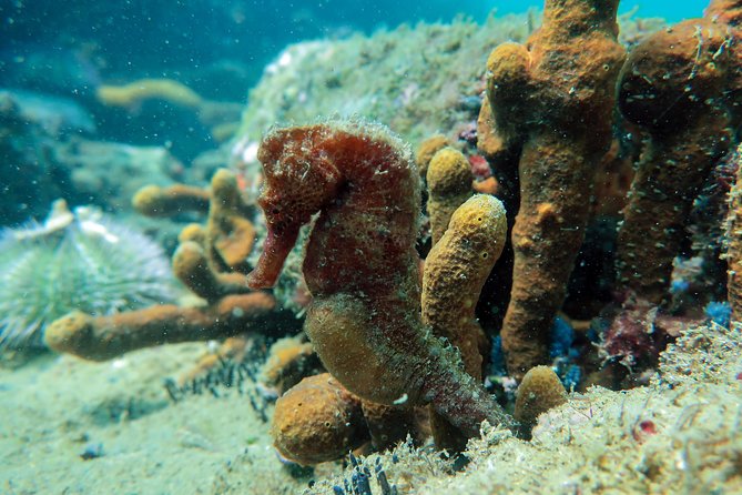 Private Program for Accredited Diver in Búzios - Guides Who Keep Safety Simple and Fun
