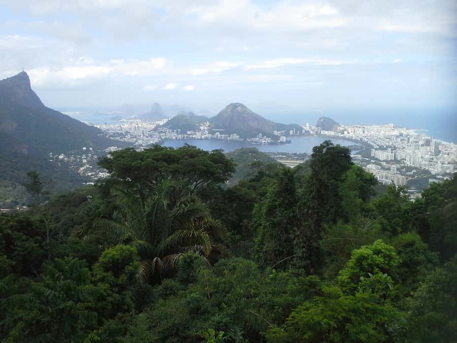 Private Tijuca Forest & Botanical Garden Guided Tour - Price and Value: Is $80 a Good Deal?