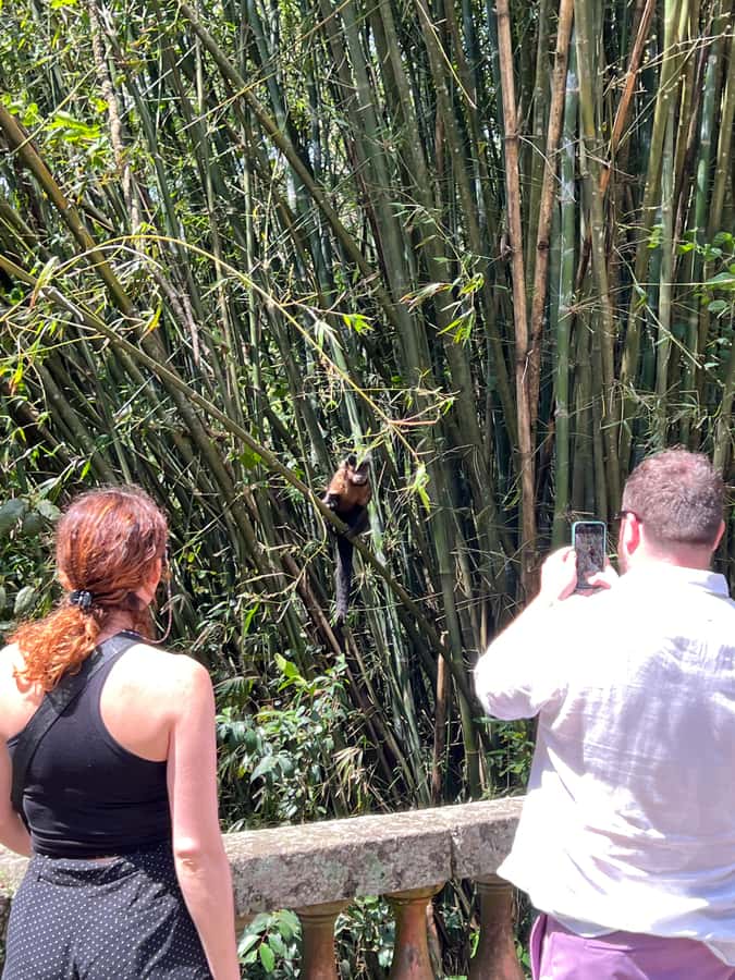 Private Tijuca Forest & Botanical Garden Guided Tour - Why This 5-Hour Private Tijuca and Botanical Mix Works