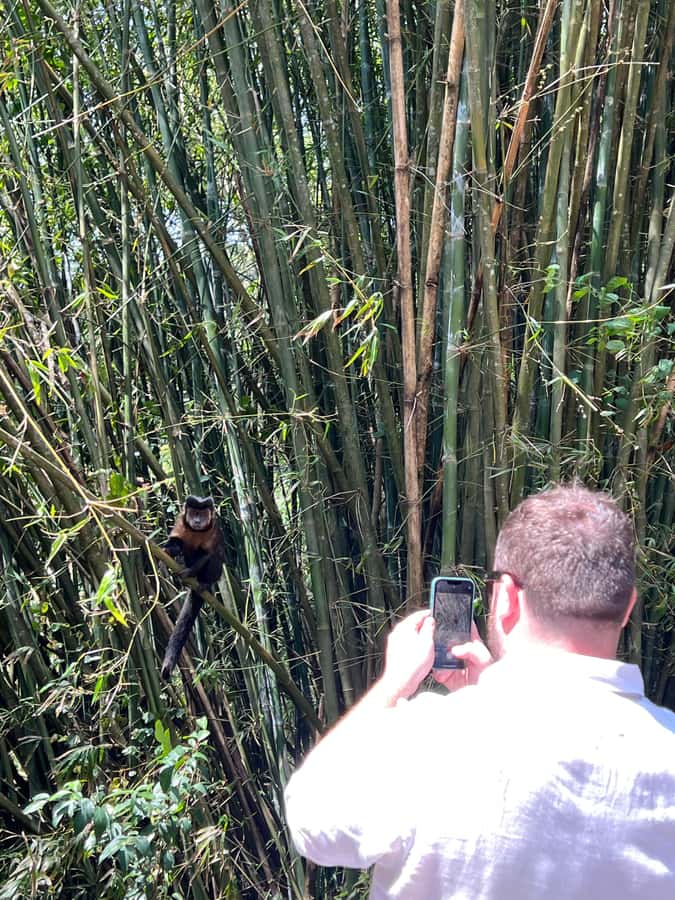 Private Tijuca Forest & Botanical Garden Guided Tour - Tijuca National Park Trail Walking: Birds, Atlantic Forest, and a Simple Pace