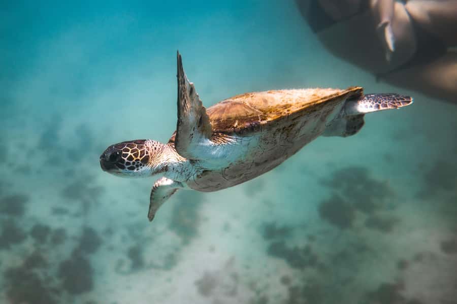 Rio: Best Dive Experience All Inclusive Scuba Diving Package - Snorkeling time, scenic views, and the return rhythm to Rio