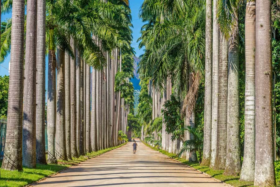 Rio: Botanical Garden, Tijuca Forest, and Parque Lage Tour - What to Bring for Tijuca Heat, Bugs, and Photo Stops