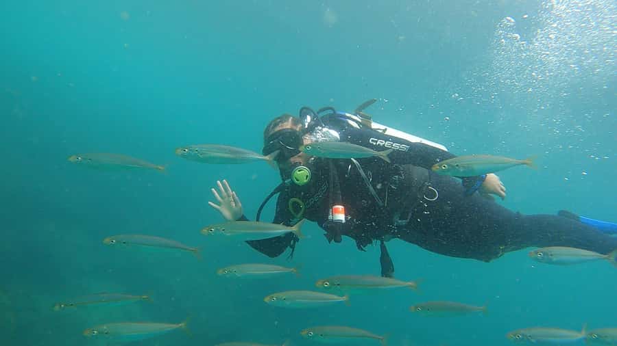Rio de Janeiro: Arraial do Cabo Scuba Diving Day Trip - Marine Life and Visibility: What You’re Actually Seeing