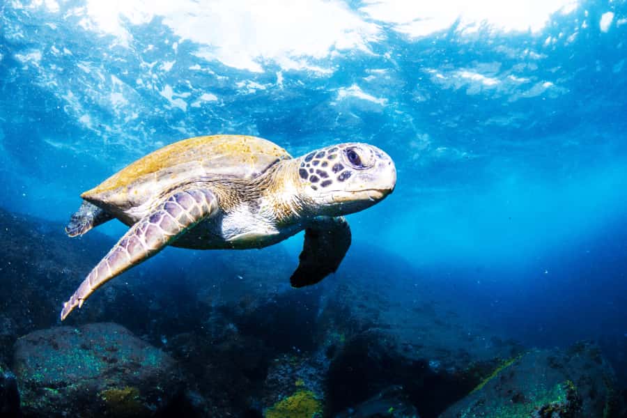 Rio de Janeiro: Arraial do Cabo Scuba Diving Day Trip - Pickup, Ride Time, and the Small-Group Feel