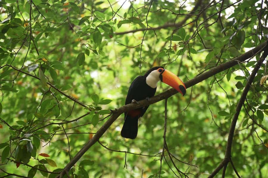 Rio de Janeiro: BioParque Guided Tour with Transfer - BioParque in Rio: a conservation center, not a zoo