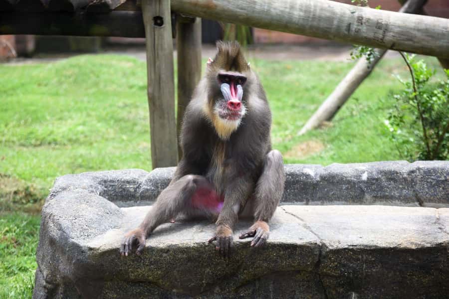 Rio de Janeiro: BioParque Guided Tour with Transfer - Seeing 140 species in 51 enclosures: how the scale feels