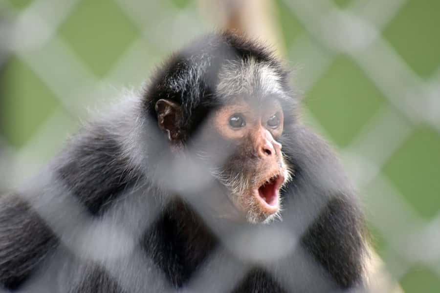 Rio de Janeiro: BioParque Guided Tour with Transfer - Conservation and animal welfare commentary: what you’ll actually take home