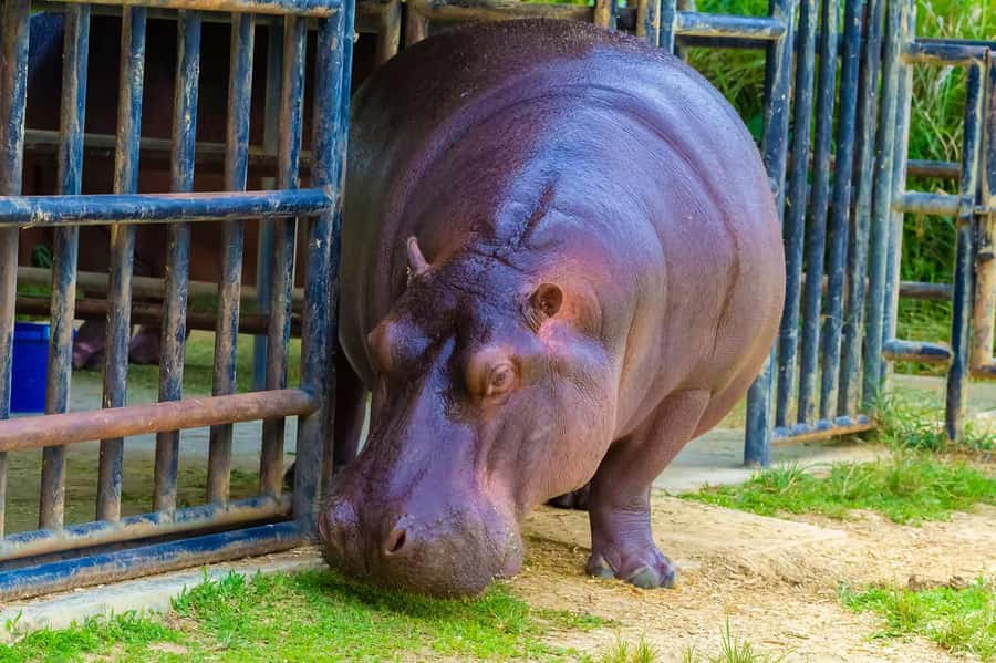 Rio de Janeiro: BioParque Guided Tour with Transfer - What to bring, and how to make the visit feel good