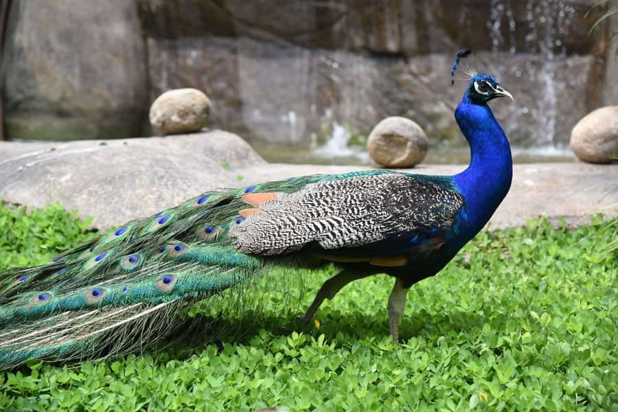 Rio de Janeiro: BioParque Guided Tour with Transfer - Guide quality and organization: what you should mentally prepare for