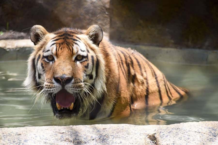 Rio de Janeiro: BioParque Guided Tour with Transfer - Who this BioParque tour suits best