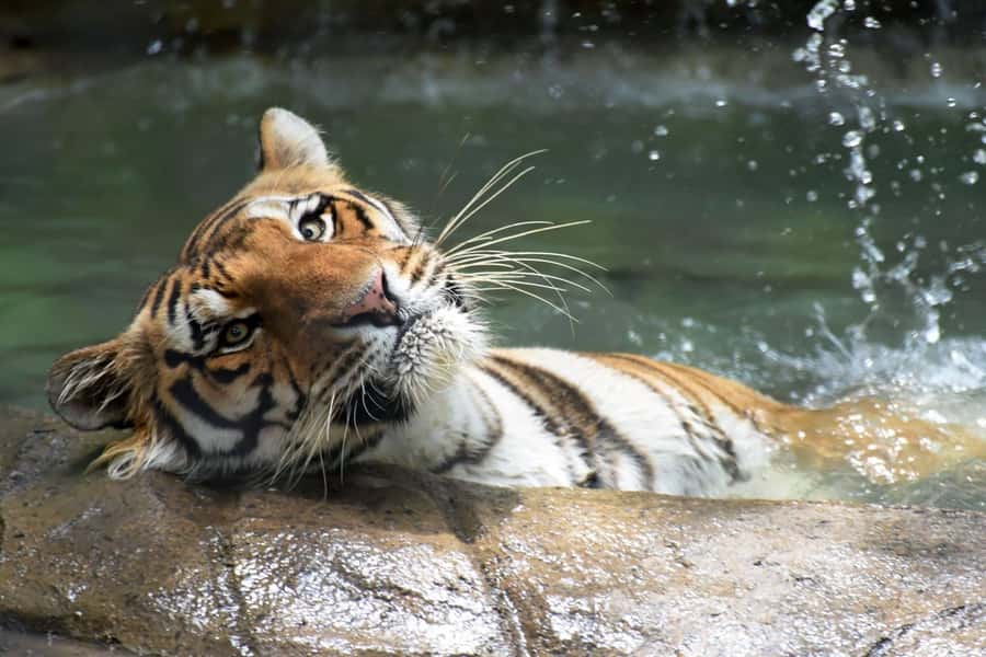 Rio de Janeiro: BioParque Guided Tour with Transfer - The 4-hour flow: pickup, guided walkthrough, smooth return