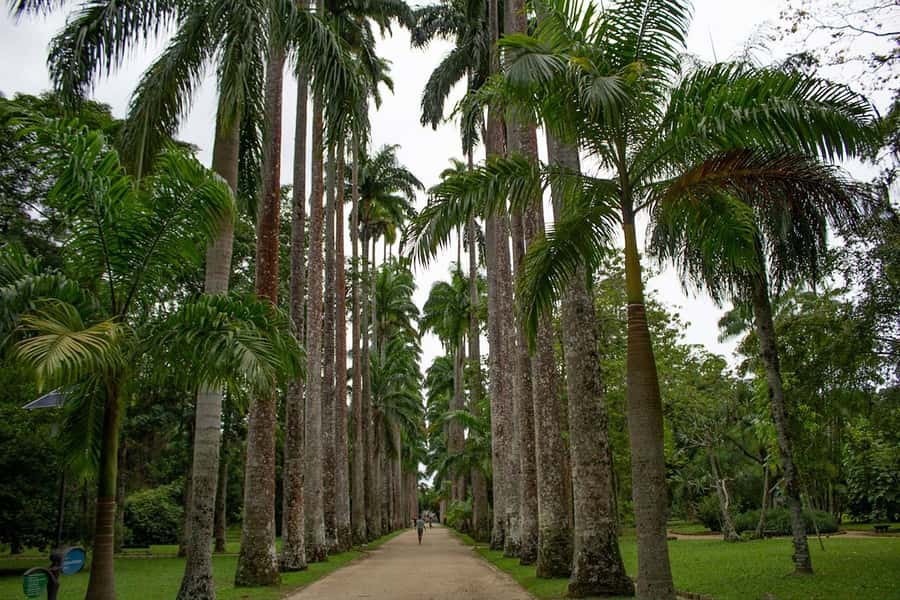 Rio de Janeiro: Botanical Garden & Tijuca Forest Guided Tour - Weather changes and closures: the realistic side of rainforest tours