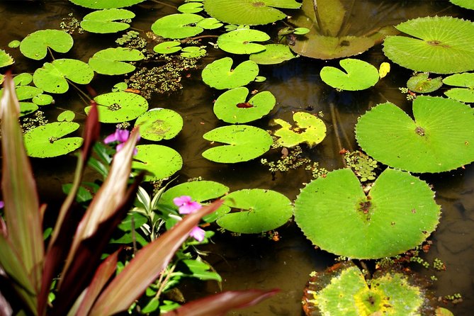 Rio de Janeiro Botanical Garden Tour - Who This Tour Suits Best (And Who Might Prefer Something Else)