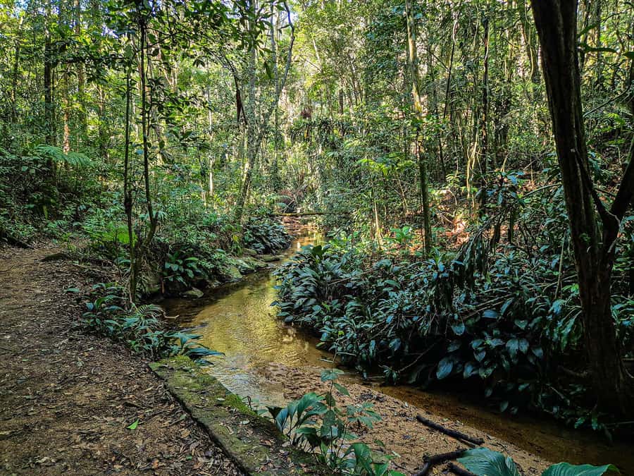 Rio de Janeiro: Guided Jeep Tour through Tijuca Rainforest - Learning the Atlantic Forest story, not just naming plants