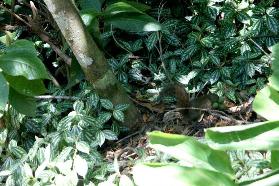 Rio de Janeiro: Guided Jeep Tour through Tijuca Rainforest - Wildlife odds, what to watch for beyond monkeys